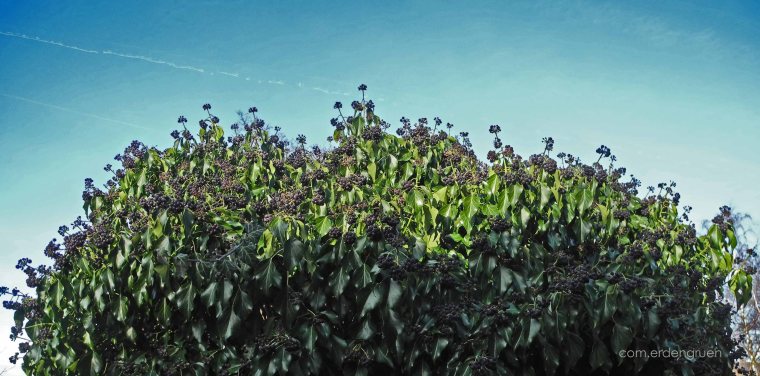 1 (5) - Kopie - Kopie